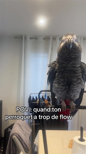 Plumes en freestyle #parrot #grisdugabon #pourtoiii