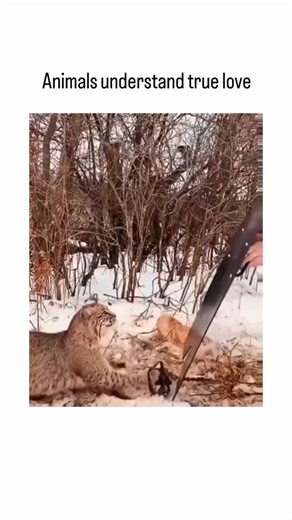 Animal videos on Instagram: "The video depicts a bobcat, a wild feline known for its adaptability to various environments, interacting with a human in a snowy, forested area. This interaction is unusual because bobcats are generally solitary and elusive, often avoiding human contact due to their sensitivity to human activity, as highlighted by a Northern Michigan University study published in “Biodiversity and Conservation” which found that human presence significantly impacts bobcat behavior mo