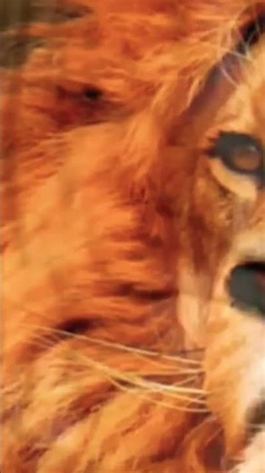 Explore Nature Now EDUCATIONAL Nature Documentaries Wild ANIMAL Documentary #explorenaturenow