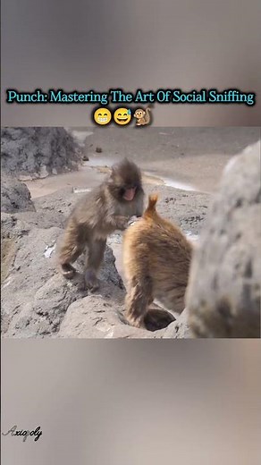 Punch The Monkey Goes Too Far! 🤣 Shocking Butt-Smelling Antics Caught on Camera | #punchkun #monkey