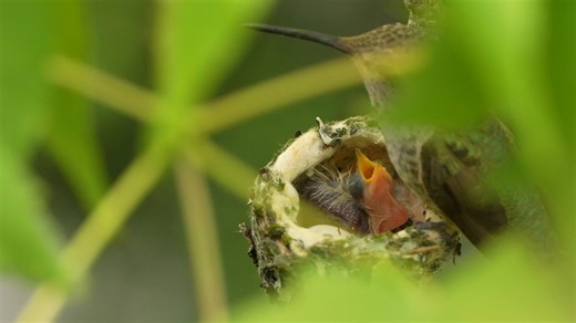 146K views · 1.9K reactions | Heres a cool slow motion bit of Hilda feeding her chick. Victoria, Bc July 4 2025. | Hummingbirds up close | Facebook