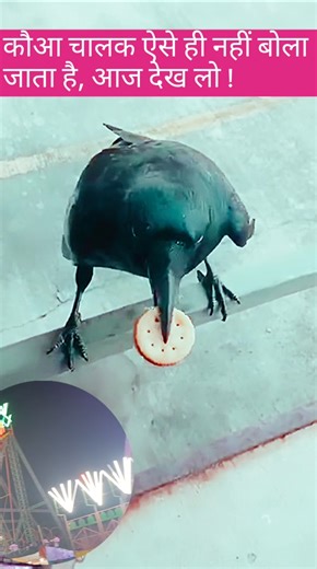 Smart Crow Funny Moment 😂 #viral