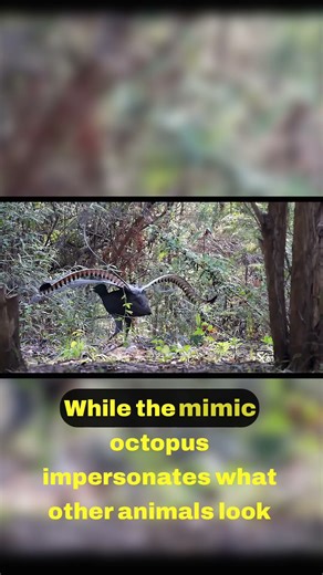 Vocal Virtuoso The Lyrebird's Talent 🎶