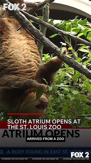 Sloth Atrium opens Wednesday at Saint Louis Zoo
