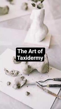 How Do Animals Become Museum Displays?