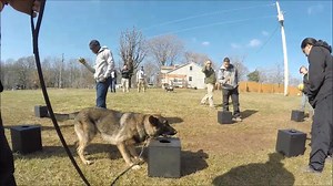 3.2K views · 70 reactions | Take a look at "Gator", an explosives detection dog in training, working through a pretty distracting problem this morning. Building in complex distractions and proofing detection dogs off of the reward item are critical elements in building reliable explosives and narcotics detection dogs. | Tactical Police K9 Training | Facebook