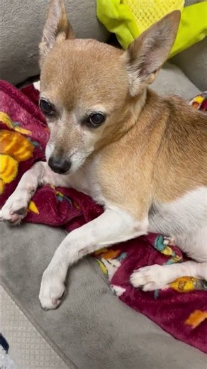 Video of adoptable pet named Handsome Chihuahua Noah