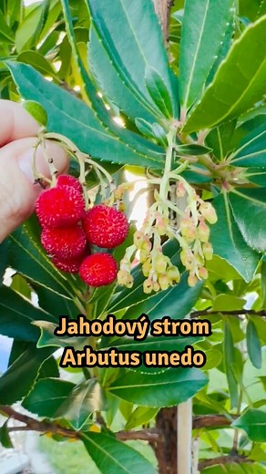 Arbutus unedo obsypaný dozrievajúcimi plodmi pôsobí v záhrade naozaj exoticky a dekoratívne. 🍓 Tento vždyzelený ker, známy aj ako jahodový strom, jahodovec obyčajný, alebo planika obecná patrí medzi najkrajšie exotické rastliny do záhrady, ktoré možno pestovať aj v našich podmienkach. 🌿 Má drobné biele kvety kvitnúce na jeseň a červené plody, ktoré dozrievajú na jeseň nasledujúceho roka. Rastlina je samoopelivá, nenáročná a odolná približne do −15 °C. 🌞 Darí sa jej v slnečných, chránených pol