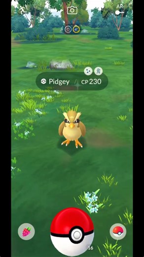 THE GOLDEN BIRD! ✨ Rare Shiny Pidgey Encounter! Pokemon GO #PokemonGO #Pokemon