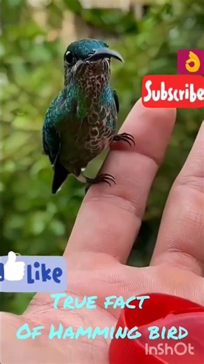 🐦true fact of Hamming🐦🐦👌👌 #shorts #shortvideo #youtubeshorts #🐦truefactofhamming🐦🐦👌👌