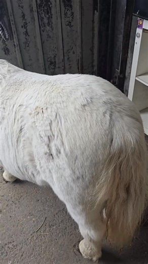 Remember, if Santa was a 🍆 and didnt get u clippers for Christmas, you can still get a cheeky discount year round from me if you click the link in comments 🎅❤️ #horsereel #equestrianstyle #clippingseason #masterclip #discounts | Jillian Scott The Clipper Queen