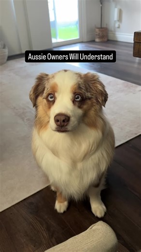 A Day in the Life with My Australian Shepherd