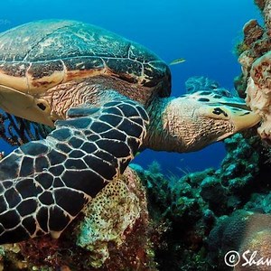 THE BEAUTY OF ROATAN SECOND LARGEST BARRIER REEF IN THE WORLD | Roatan Travel Guide