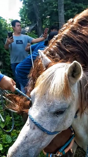 Understanding Horse Breeding Season