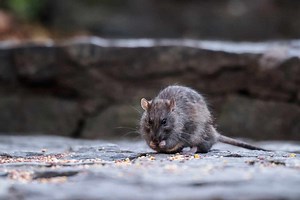 Discover 9 Smells That Attract Rats