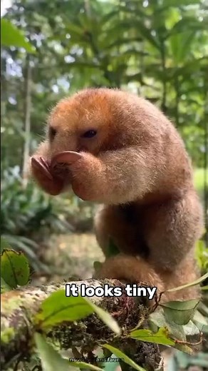 Silky Anteater: The Smallest and Cutest Anteater in the World! #anteater