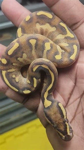 who doesn't l I ve the yellow belly complex?