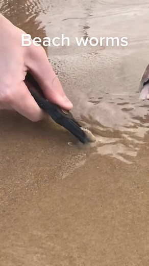 Worms at the beach #fyp #beach #sydney #australia #fish #fishing #foryou #foryoupage #insane #crazy