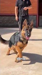 Como EDUCAR a un CACHORRO❓O cualquier perrito con el Refuerzo Positivo🙌🏻🐕#adiestramientocanino #pets