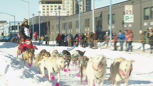 1000-mile dog sledding race underway in Alaska
