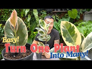Ficus elastica ‘Tineke’ Care and Propagation Tips in Water and Soil | With Satisfying Updates!