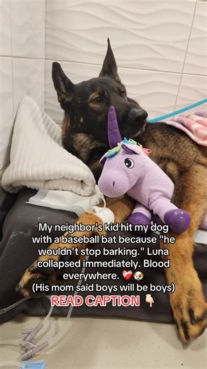 dog.life357 on Instagram: "Tuesday afternoon. Backyard. Luna barking at squirrels. Normal. Neighbor’s 14-year-old at fence. CRACK. Aluminum bat. Luna’s head. Direct hit. Collapsed. Seizure. Blood pooling. 😭 Kid laughing. “Fixed your noise problem!” His mom watching. Shrugging. “Boys will be boys.” Carried Luna to car. Blood all over me. Emergency vet. Skull fracture. 😰 Surgery. Brain swelling. $8,000. Touch and go. “She’ll need pain management.” Three days later. Home. Luna crying constantly.