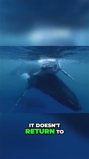 Whales: The Masters of Sonic Navigation
