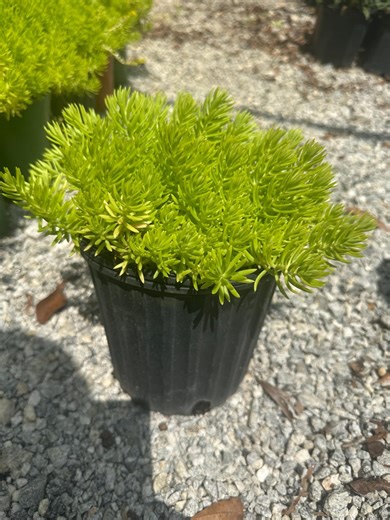Lemon Ball Sedum – Bright Chartreuse Succulent Groundcover | Hardy Drought-tolerant Perennial - Etsy