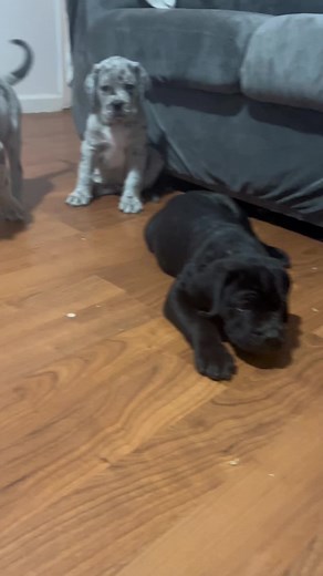 Funny Dog Videos Compilation 2022