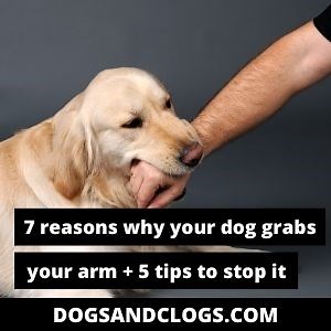 7 Reasons Why Your Dog Grabs Your Arm   5 Tips To Stop It