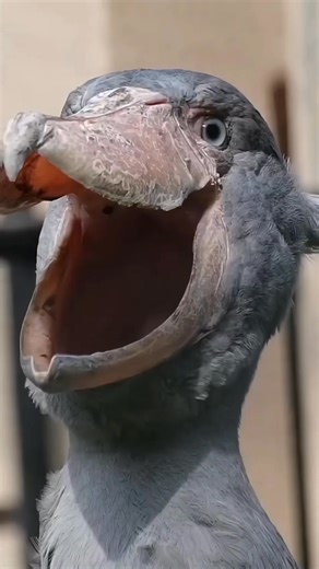Shoebill stork shows off its unique clapping beak! #shoebillbird #shoebillstork #shoebillsound | ShoebillStork28