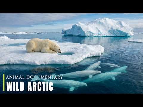 Wildlife of the Arctic | Exploring the Secret Lives of Animals Beyond the Ice
