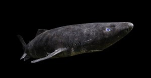 Explore the Dark World of the Earth’s Largest Deep-Sea Sharks