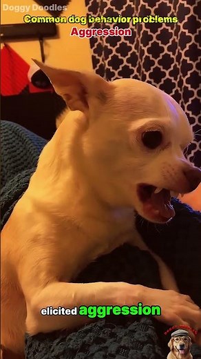 Common dog behavior problems #dogs #animals #shorts