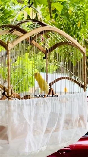 Waterslager Canary | Champion Canary | Canary Singing #galerikenariindonesia #canarysinging #kenari