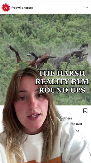 The Harsh Reality of BLM Wild Mustang Roundups