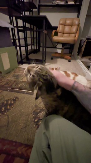 Catdadxinfinity (@catdaddyadventures)’s videos with original sound - Catdadxinfinity