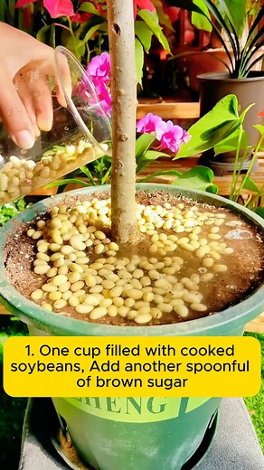1.8K views | Two ways to care for plants with soybeans #backyardgardening #gardeninglife #vegetablegardening #vegetablegarden #gardeningtips | Daily Garden Life | Facebook