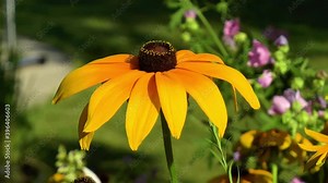 Close-up, detailed view of a Rudbeckia Hirta flower. Gardening: close-up, detailed view of a Rudbeckia Hirta Black Eyed Susan flower.