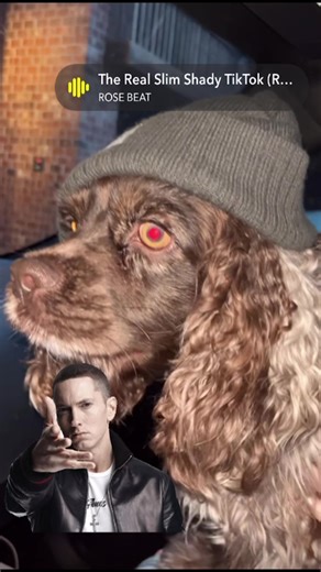 Get a cocker spaniel they said, it will be fun they said… we love him to pieces🫶🏻