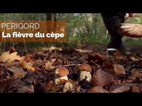 Périgord - la fièvre du cèpe