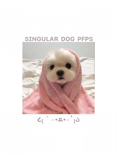 Adorable Dogs and Puppies to Brighten Your Day