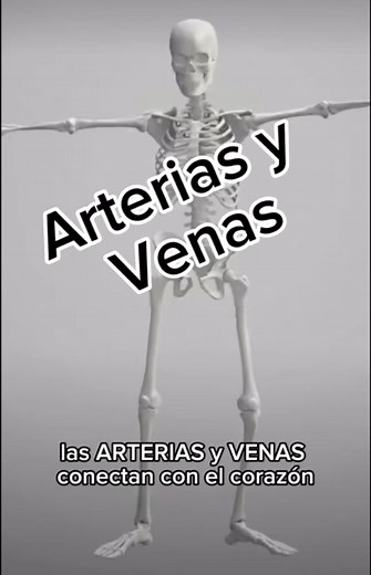 Arterias y Venas: Diferencias y Funciones Clave