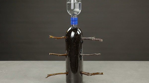 Amazing Growth Hack for your Plants