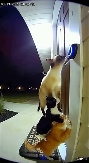 3 Cats vs. Doorbell 😂 | Epic Cat Fail !