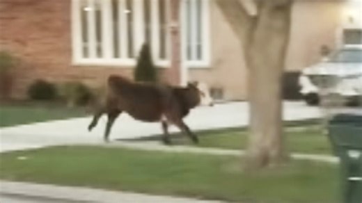 Cow That Escaped Into Suburbs During Senior-Prank-Gone Wrong Gets 'Fitting' New Name