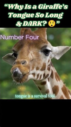 Why Is a Giraffe’s Tongue So Long and DARK1