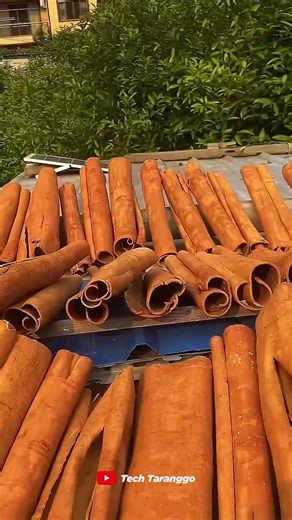 This Tree Bark Turns Into One of the World’s Most Popular Spices!