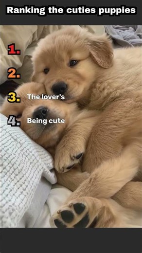 “Ranking Dogs 🐕🔥”