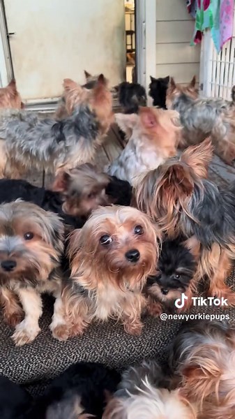 My Love: New Yorkie Pups Puppy Love Guide